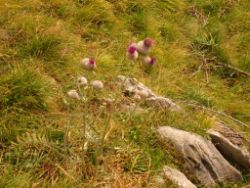 2013-08-25_Risserkogel (094).JPG